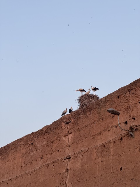 Storks on rooftops