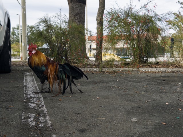 A rooster in a parking lot