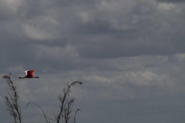 Pink bird flying
