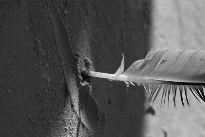 Bird feather in sand